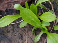 Plantago major