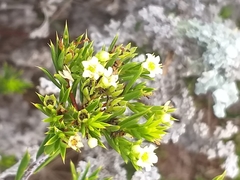 Diosma aristata