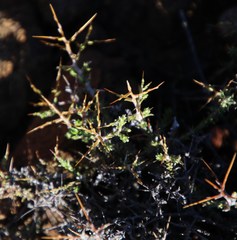 Melolobium candicans