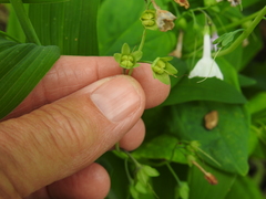 Mertensia virginica