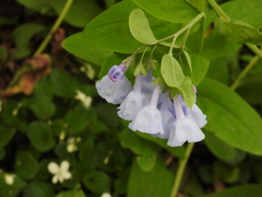 Mertensia virginica