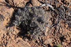 Melolobium candicans