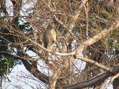 Rupornis magnirostris