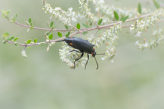 Lytta cribrata
