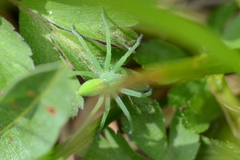 Micrommata virescens