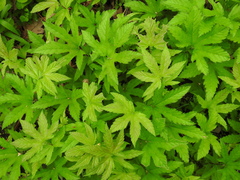 Filipendula rubra