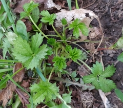 Potentilla intermedia