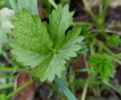 Potentilla intermedia