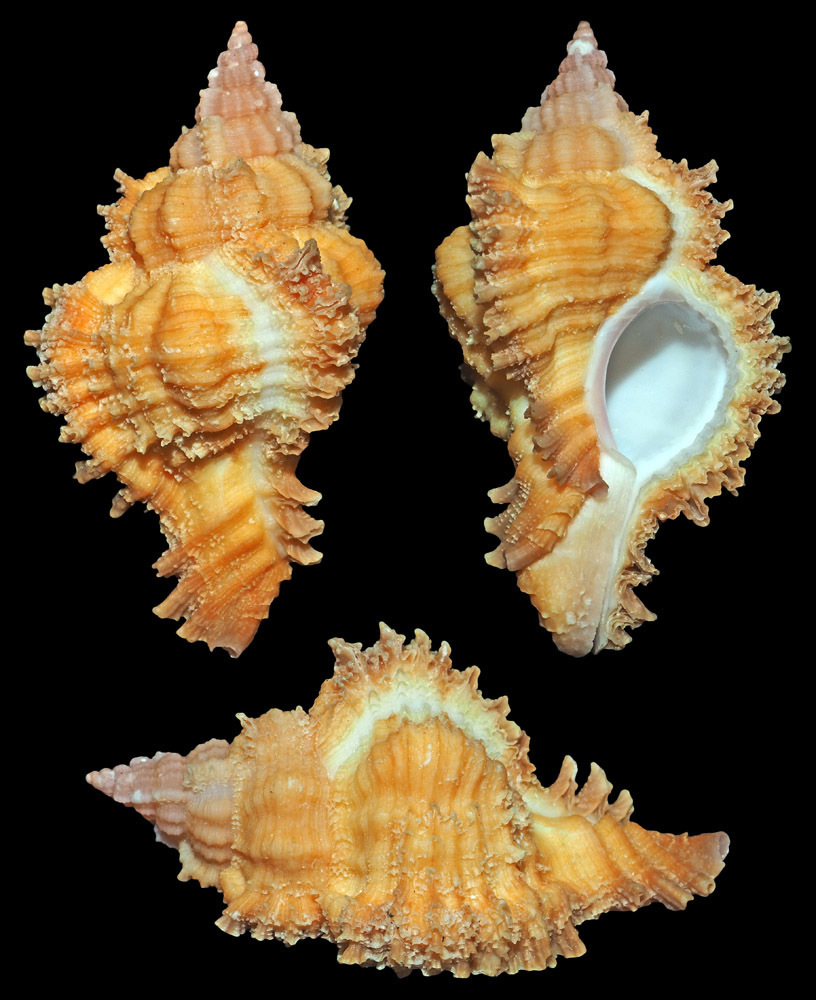 Chicomurex