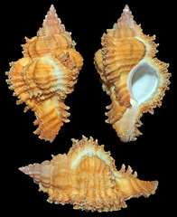 Chicomurex laciniatus