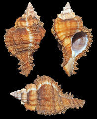 Chicomurex laciniatus