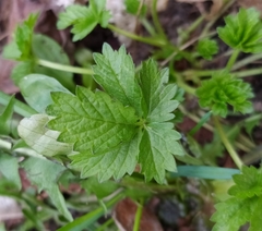 Potentilla intermedia