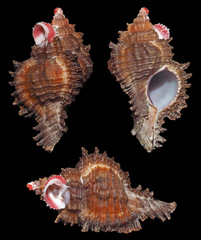 Chicomurex laciniatus