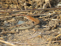 Aspidoscelis