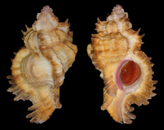 Chicomurex laciniatus
