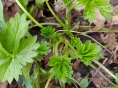 Potentilla intermedia