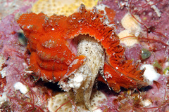 Chicomurex laciniatus