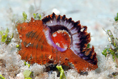 Chicomurex laciniatus