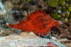 Chicomurex laciniatus