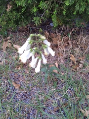 Penstemon oklahomensis