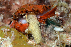 Chicomurex laciniatus