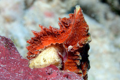 Chicomurex laciniatus