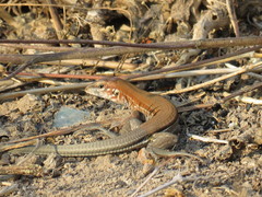 Aspidoscelis