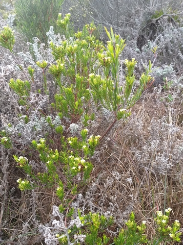 Image of Diosma aristata by (c) kevin koen, some rights reserved (CC BY-SA)