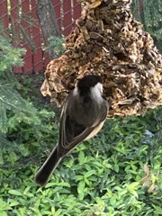 Poecile atricapillus