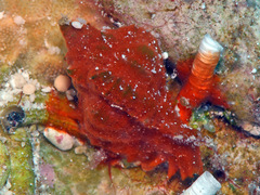 Chicomurex laciniatus