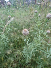 Centaurea collina