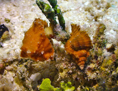 Chicomurex laciniatus