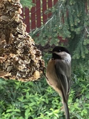 Poecile atricapillus