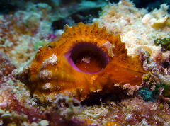 Chicomurex laciniatus