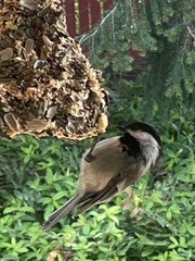 Poecile atricapillus