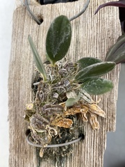 Dendrobium jenkinsii