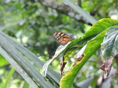 Athesis clearista