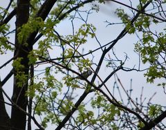 Cyanistes caeruleus caeruleus