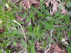 Achillea millefolium