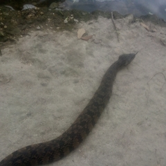 Nerodia rhombifer