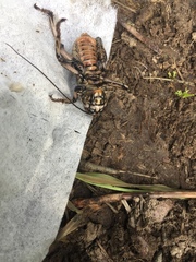 Cyphoderris monstrosa