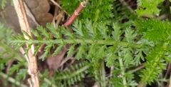 Achillea millefolium