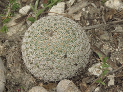 Mammillaria haageana