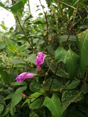 Ipomoea dumetorum