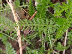Achillea millefolium