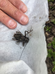 Cyphoderris monstrosa