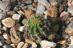 Echinopsis bridgesii