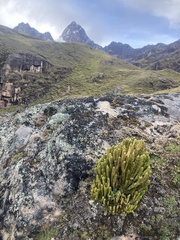 Phlegmariurus crassus