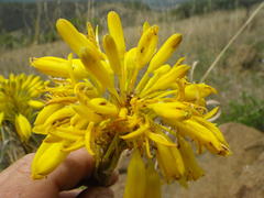Aloe dominella