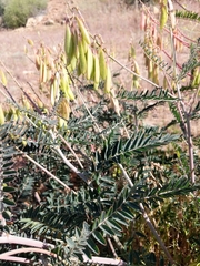 Astragalus trichopodus antisellii